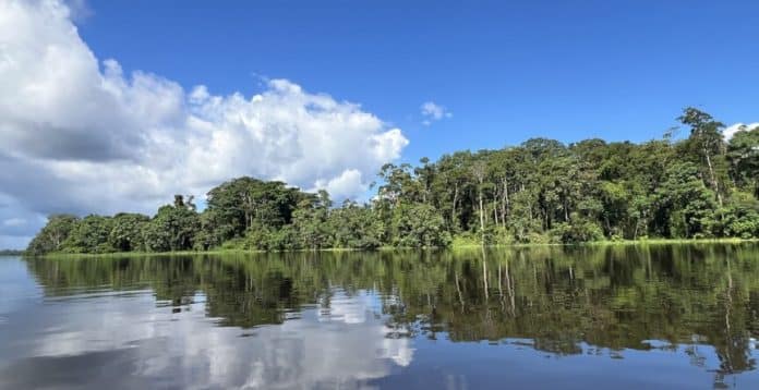 Sob pressão climática, Amazônia muda estratégia para sobreviver à seca